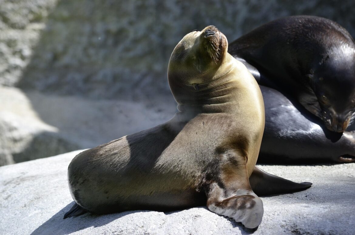 MIT Introduces SEAL Framework for Self – Adapting Large Language Models