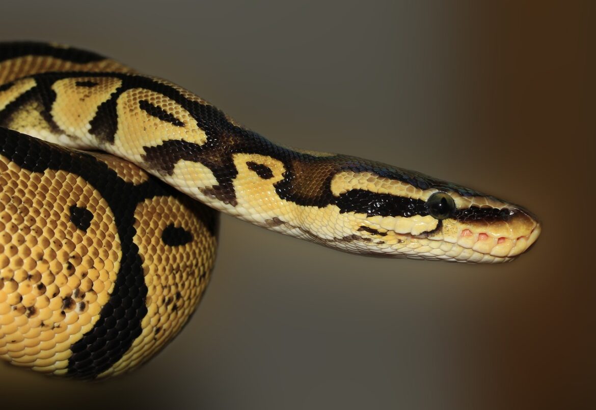 fasttransform Python Library for Reversible and Extensible Data Pipelines