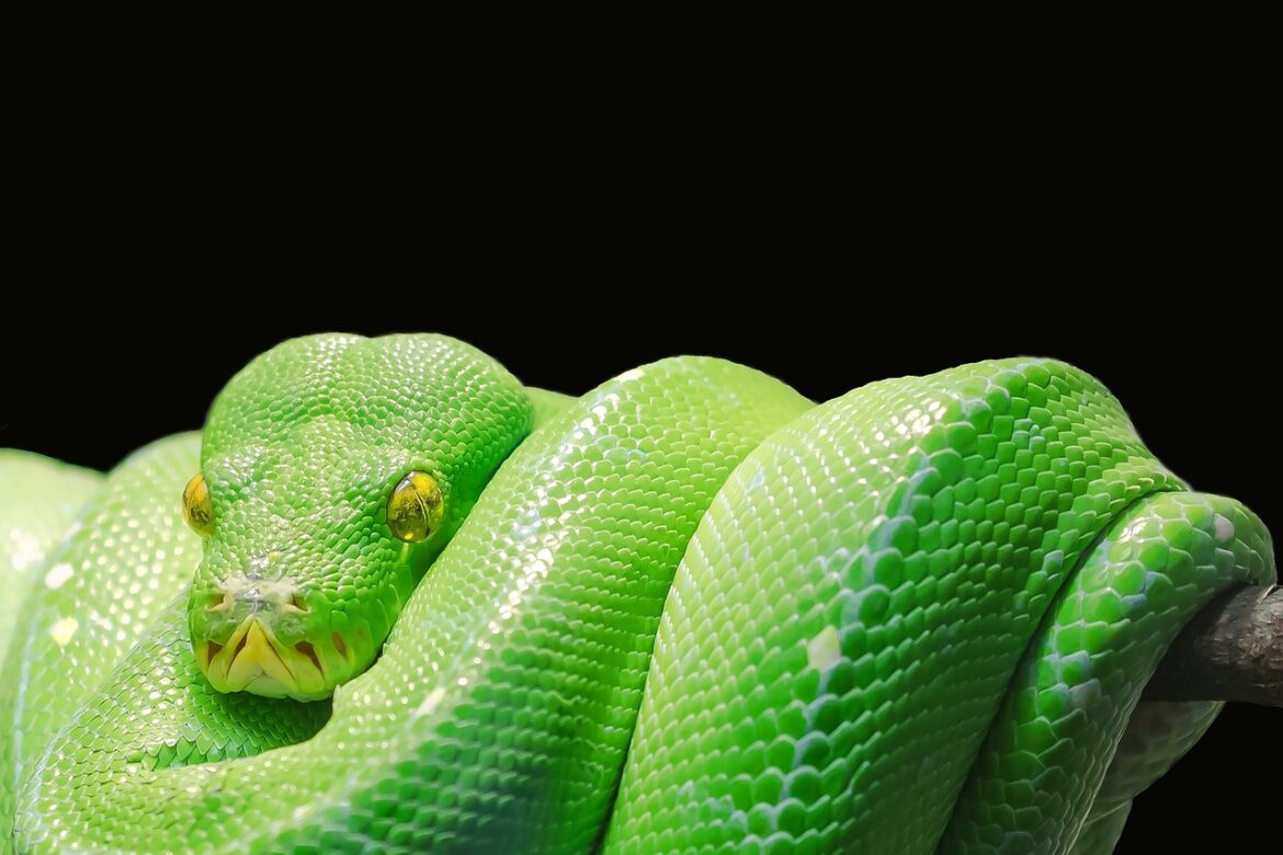 Serve Your Machine Learning Models with REST APIs Easily